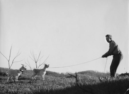 Calder with goats (1938)