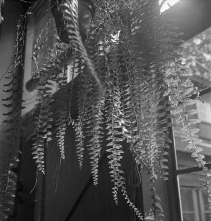 Ferns in the Roxbury house “big room (1950)