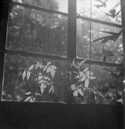 Plants in the Roxbury house “big room (1950)